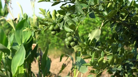 Lemon green lime tree in the farm Stock Footage 73500319