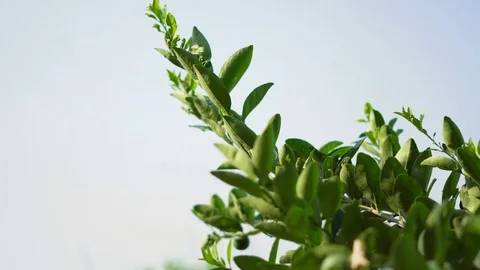 Lemon green lime tree in the farm Stock Footage 73500593