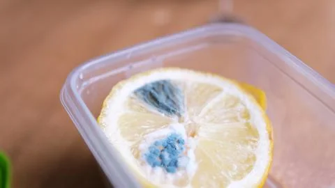 Lemon with green mold in plastic container close-up. Stock Photos