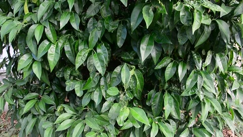 Lemon green tree with the leaves texture Stock Footage 131274840