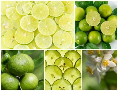 Lemon group set Stock Photos
