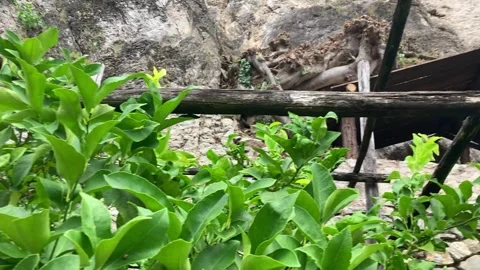 Lemon grove with lime and lemon trees in Limone sul Garda, Italy Stock Footage 329765608