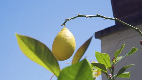 Lemon growing on the lemon tree Stock Footage 131117083