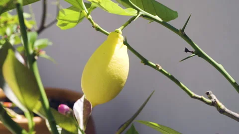 Lemon growing on the lemon tree Stock Footage 131117539