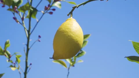 Lemon growing on the lemon tree Stock Footage 131117934