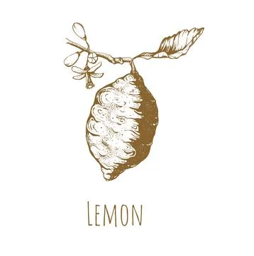 Lemon hand drawing vector illustration. Stock Illustration