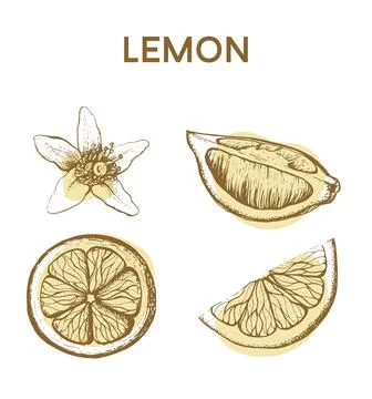 Lemon hand drawing vector illustration. Stock Illustration