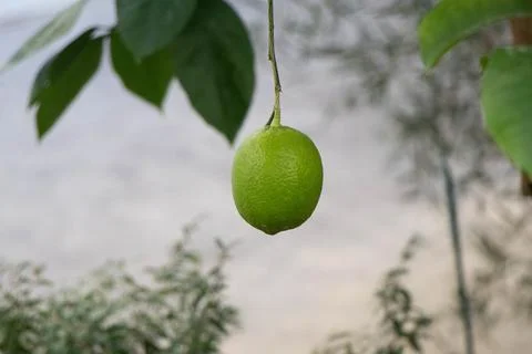 Lemon hanging from a lemon tree Stock Photos