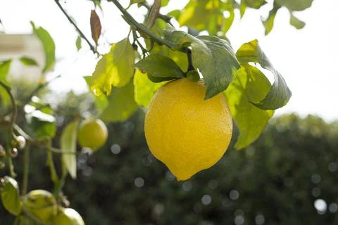Lemon hanging on a lemon tree Stock Photos