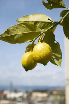 Lemon hanging on a lemon tree Stock Photos