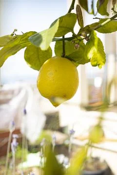 Lemon hanging on a lemon tree Stock Photos