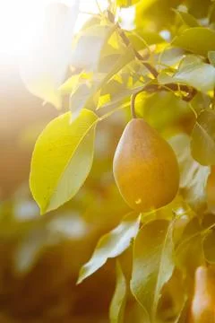 Lemon hanging on a tree branch in sunlight Stock Photos