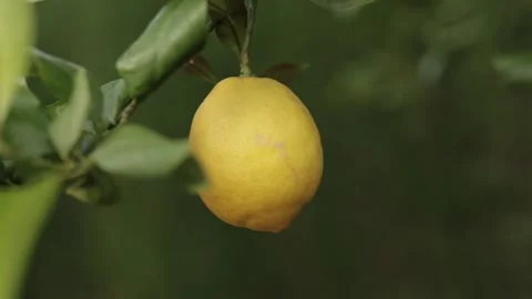 Lemon Hanging on Tree Branch Swaying in Gentle Breeze Stock Footage 331925918