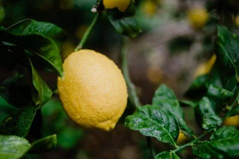Lemon hanging from the tree Fotos de archivo