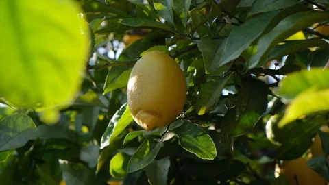 Lemon hangs in a tree on a summers day as the sun starts to set. Stock Footage 112139291