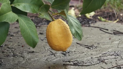 Lemon heavy almost touching ground on tree Stock Footage 261748333