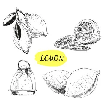 Lemon Stock Illustration