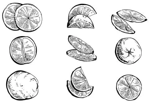Lemon Stock Illustration