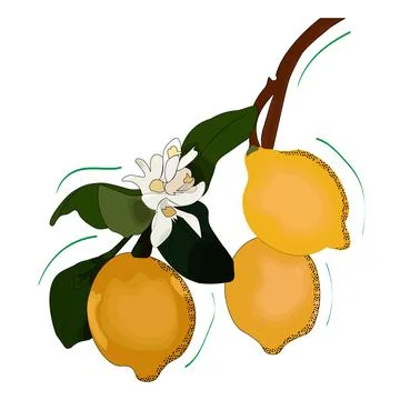 Lemon Stock Illustration