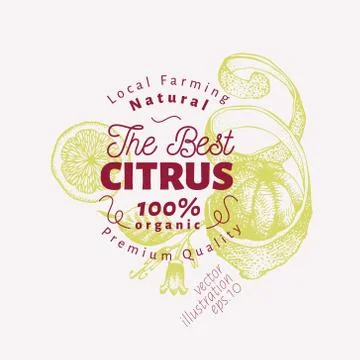 Lemon illustration. Hand drawn vector fruit illustration. Engraved style. Vin Stock Illustration