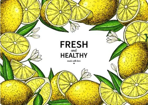 Lemon label vector drawing. Citrus fruit frame template. Stock Illustration