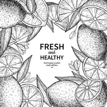 Lemon label vector drawing. Citrus fruit engraved frame template Stock Illustration