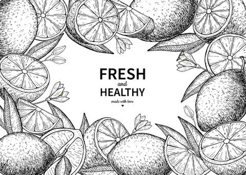 Lemon label vector drawing. Citrus fruit engraved frame template Stock Illustration