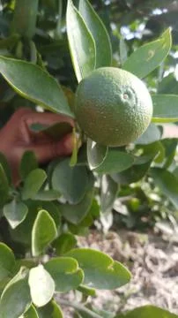 Lemon on the lamon trees with blur background Foto stock