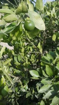 Lemon on the lamon trees with blur background Stock Photos