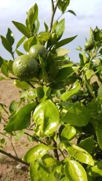 Lemon on the lamon trees with blur background Foto stock