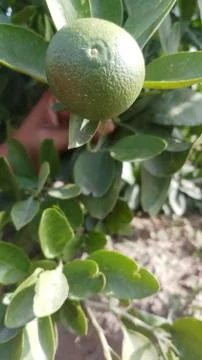 Lemon on the lamon trees with blur background Stock Photos