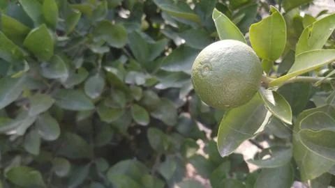 Lemon on the lamon trees with blur background (1) Stock Photos