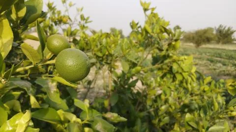 Lemon on the lamon trees with blur background (2) Stock Photos