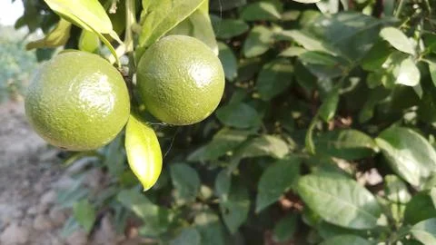 Lemon on the lamon trees with blur background (4) Foto stock