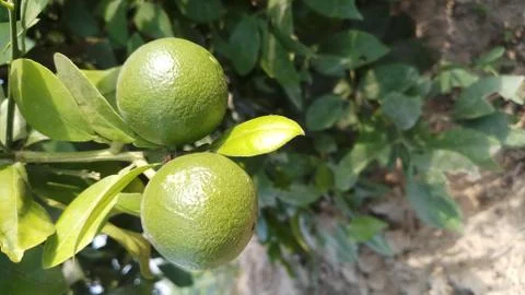 Lemon on the lamon trees with blur background (5) Stock Photos