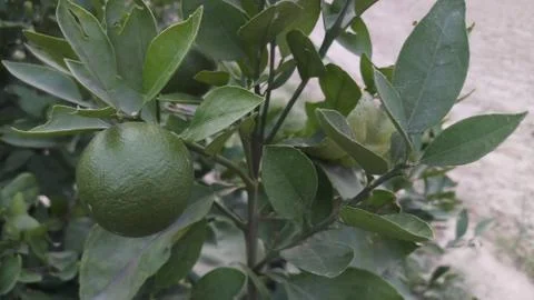 Lemon on the lamon trees with blur background Stock Photos