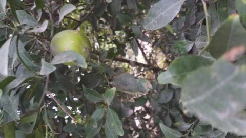 Lemon on the lamon trees with blur background 写真素材
