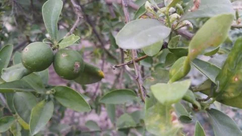 Lemon on the lamon trees with blur background Stock Photos