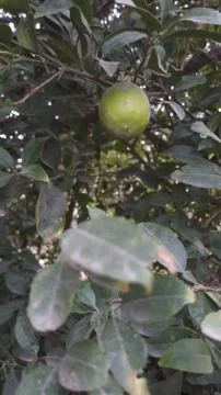 Lemon on the lamon trees with blur background Stock Photos
