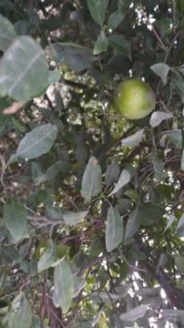 Lemon on the lamon trees with blur background Foto stock