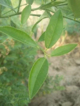 Lemon on the lamon trees  leaf with  blur background. 写真素材