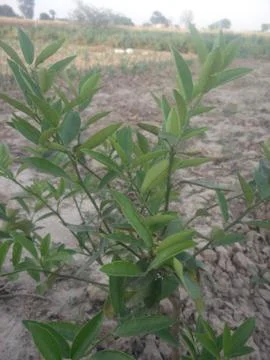 Lemon on the lamon trees  leaf with  blur background. Stock Photos