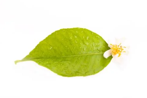 Lemon leaf and flower 写真素材
