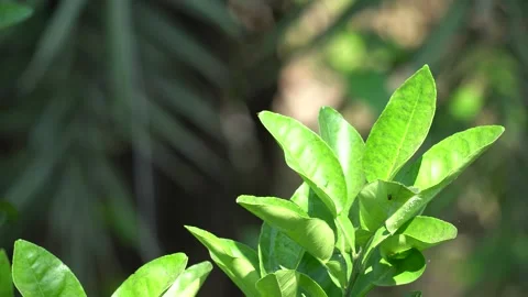 Lemon leaf close-up portrait video Stock Footage 303783937
