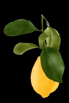 Lemon with leaf isolated on white background Stock Photos