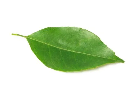 Lemon leaf isolated on white background with clipping path Stock Photos