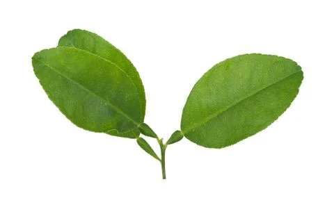 Lemon leaf isolated on white background Stock Photos