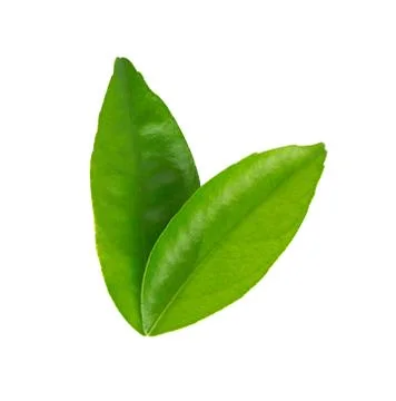 Lemon leaf isolated on white background Stock Photos