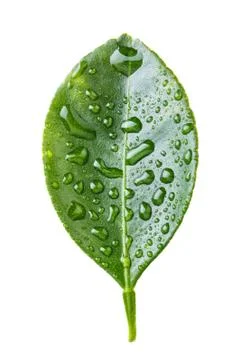 Lemon leaf isolated on white Stock Photos