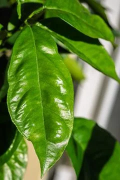 Lemon Leaf Macro Texture, Healthy Citrus Plant Growth Natural Light Stock Photos